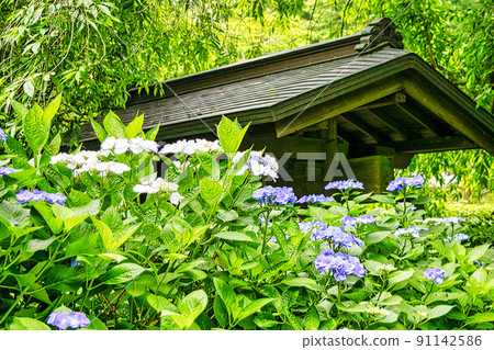 Kamakura City Meigetsuin Sanmon Hydrangea Kamakura City Meigetsuin Sanmon Hydrangea 91142586
