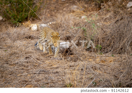 Two adult Indian wild leopard or panther pair female in heat behind and male in front walks away from her after mating during outdoor wildlife safari at forest of central india - panthera pardus fusca Two adult Indian wild leopard or panther pair female in heat behind and male in front walks away from her after mating during outdoor wildlife safari at forest of central india - panthera pardus fusca 91142612