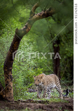 Indian wild male leopard or panther walking head on with an eye contact in natural green background during monsoon season wildlife safari at forest of central india - panthera pardus fusca Indian wild male leopard or panther walking head on with an eye contact in natural green background during monsoon season wildlife safari at forest of central india - panthera pardus fusca 91142618
