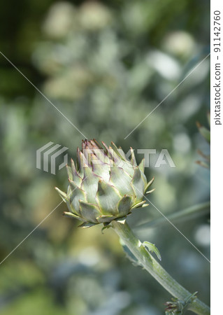 Artichoke thistle Artichoke thistle 91142760