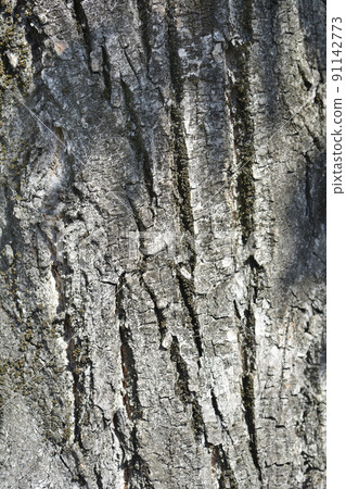 Caucasian wingnut 91142773