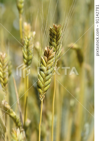 Durum wheat 91142781