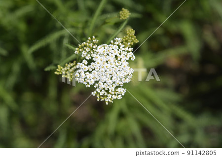Mountain Yarrow 91142805