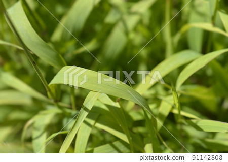 Dark purple Siberian melic 91142808