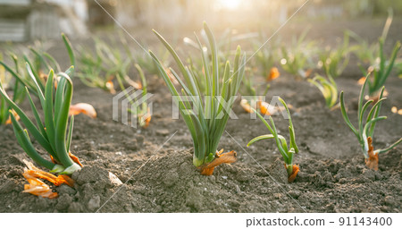 Planted onions with green stems against the background of the sun's rays. Picture for a gardening shop, advertisement for seedlings, books about plant care. Planted onions with green stems against the background of the sun's rays. Picture for a gardening shop, advertisement for seedlings, books about plant care. 91143400