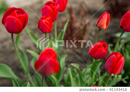 Beautiful red flowers - tulips. Spring, summer, beauty, nature Beautiful red flowers - tulips. Spring, summer, beauty, nature 91143418