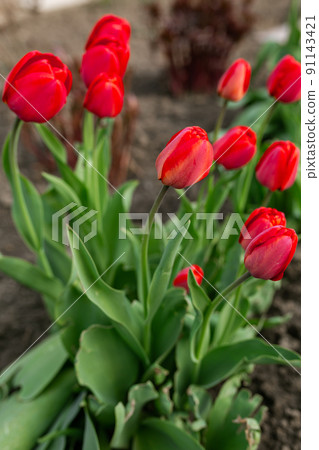 Beautiful red flowers tulips Beautiful red flowers tulips 91143421