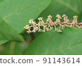 Spike-shaped flowers and buds surrounded by leaves of Pokeweed. A lot of flowers. Half up near the tip 91143614