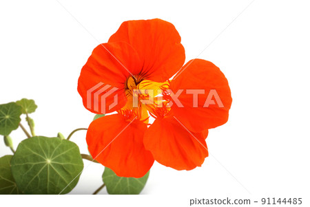 Growing nasturtium isolated on white 91144485