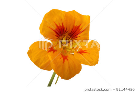 Growing nasturtium isolated on white 91144486
