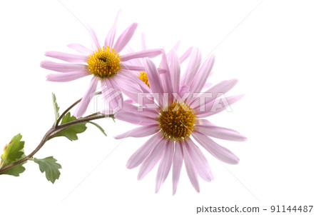 Growing chrysanthemum isolated on white 91144487