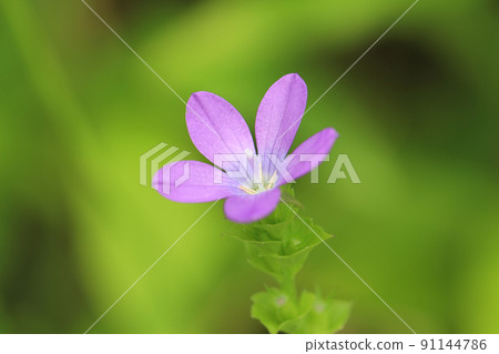 在綠色背景下,一朵粉紅色的 Triodanis biflora 在綠色背景下,一朵粉紅色的 Triodanis biflora 91144786