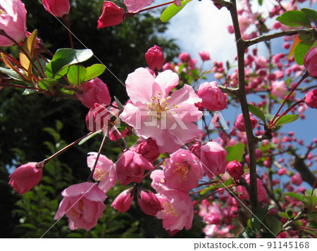 The cherry-like flowers bloom in spring, and the pink flowers hang down at the tips of the branches. The cherry-like flowers bloom in spring, and the pink flowers hang down at the tips of the branches. 91145168
