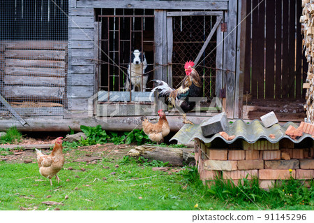 An old yard where chickens, a rooster and a dog walk in an old barn An old yard where chickens, a rooster and a dog walk in an old barn 91145296