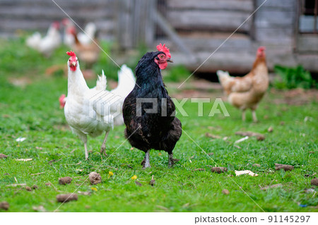 Black cock and free-range chickens in the yard of a private farm 91145297