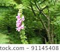 Up of pink digitalis that was blooming in the sunlight surrounded by trees on the approach to Oyama in Kanagawa Prefecture 91145408