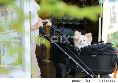 Cream-colored long coat Chihuahua in a pet cart coming out of an automatic door Cream-colored long coat Chihuahua in a pet cart coming out of an automatic door 91145443