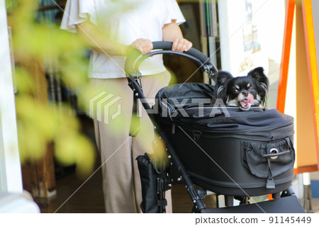 Black and Tan long coat Chihuahua in a pet cart coming out of an automatic door Black and Tan long coat Chihuahua in a pet cart coming out of an automatic door 91145449