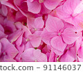 Close up view of pink hydrangea flowers. 91146037