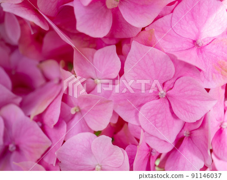 Close up view of pink hydrangea flowers. Close up view of pink hydrangea flowers. 91146037