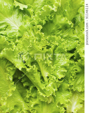 Baby green lettuce 91146114
