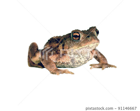 Frog Frog 91146667