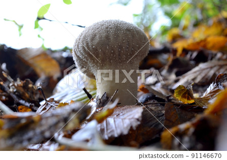 Common Puffball Common Puffball 91146670
