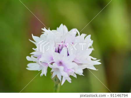 White flowers of cornflowers 91146794