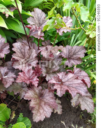 Perennial geyhera bush with dark leaves decor in the garden Perennial geyhera bush with dark leaves decor in the garden 91146893