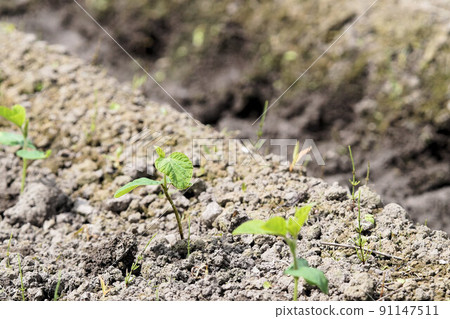 Black beans (Tamba black) Field immediately after planting seedlings June 91147511