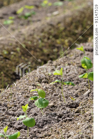 Black beans (Tamba black) Field immediately after planting seedlings June 91147519