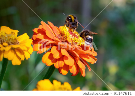 Bumblebees pollinate the flower. Two bumblebees on a blooming marigold close-up 91147611