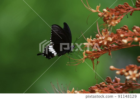 普通摩門教，在泰國一個國家公園的叢林中發現的一隻黑蝴蝶 91148129