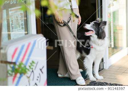 黑白邊境牧羊犬與女主人一起從寵物沙龍出來 黑白邊境牧羊犬與女主人一起從寵物沙龍出來 91148397