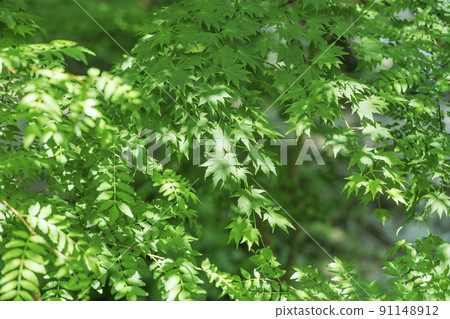 A fresh tree with beautiful fresh green A fresh tree with beautiful fresh green 91148912