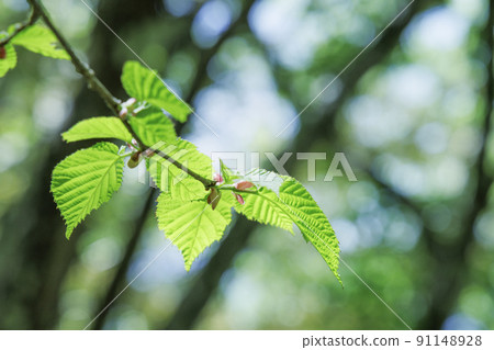 A fresh tree with beautiful fresh green A fresh tree with beautiful fresh green 91148928