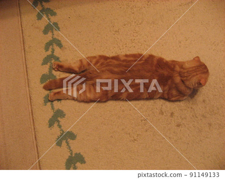 Cat stretching its legs Cat stretching its legs 91149133