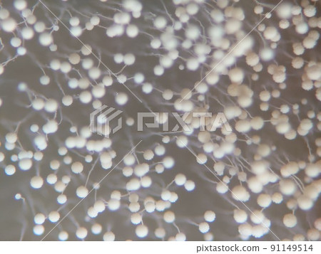 Mold of spores like a cotton hat 91149514