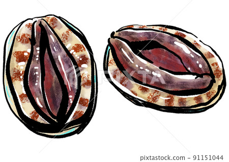 Hand-written tuskfish of "Abalone (Abalone)" Hand strike of "Abalone (Abalone)" (Brush-wash painting style) Hand-written tuskfish of "Abalone (Abalone)" Hand strike of "Abalone (Abalone)" (Brush-wash painting style) 91151044