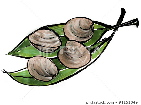 Handwritten illustration of "Honbinos shellfish (large asari)" (brush-wash painting style) Handwritten illustration of "Honbinos shellfish (large asari)" (brush-wash painting style) 91151049