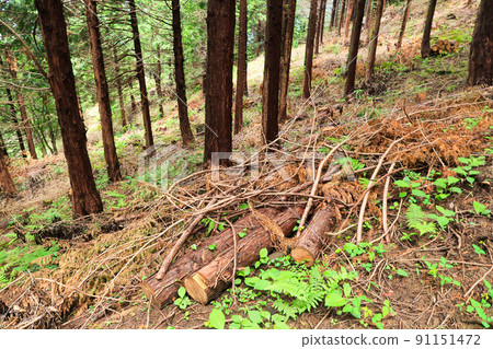 森林樹樁伐木圖像 森林樹樁伐木圖像 91151472