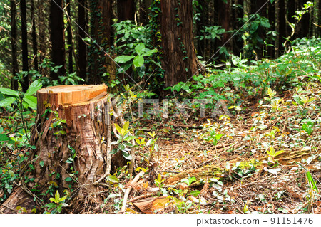 Forest stump logging image Forest stump logging image 91151476