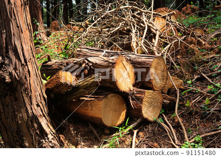 Forest stump logging image Forest stump logging image 91151480