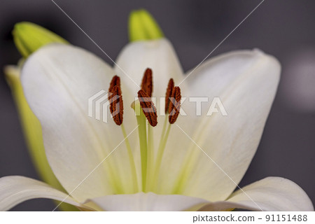 Macro photo of the inside of a white lily flower with visible pollen. Macro photo of the inside of a white lily flower with visible pollen. 91151488