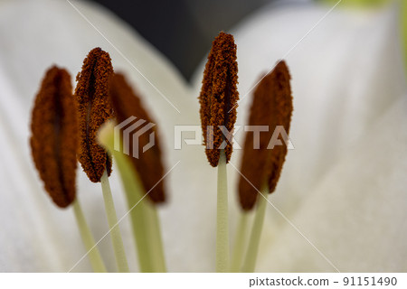 Macro photo of the inside of a white lily flower with visible pollen. Macro photo of the inside of a white lily flower with visible pollen. 91151490