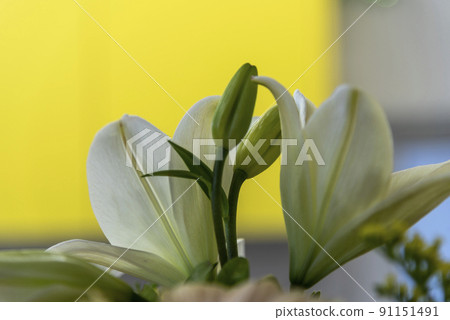 Macro photo of the inside of a white lily flower with visible pollen. 91151491