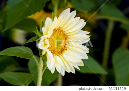 White sunflower 91151529