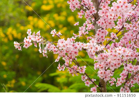 Sakura cherry flowers blossom trees of Phu Lom Lo national park, Phu Hin Rong Kla National Park, Thailand. Natural landscape background. Pink color in spring season. 91151650