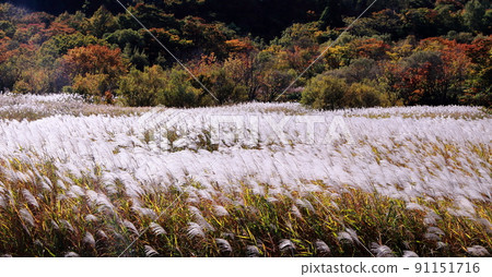 Silver grass wilderness Silver grass wilderness 91151716