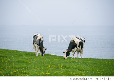 Dairy cows eat grass at a ranch in Hokkaido Holstein ranch Dairy cows eat grass at a ranch in Hokkaido Holstein ranch 91151818